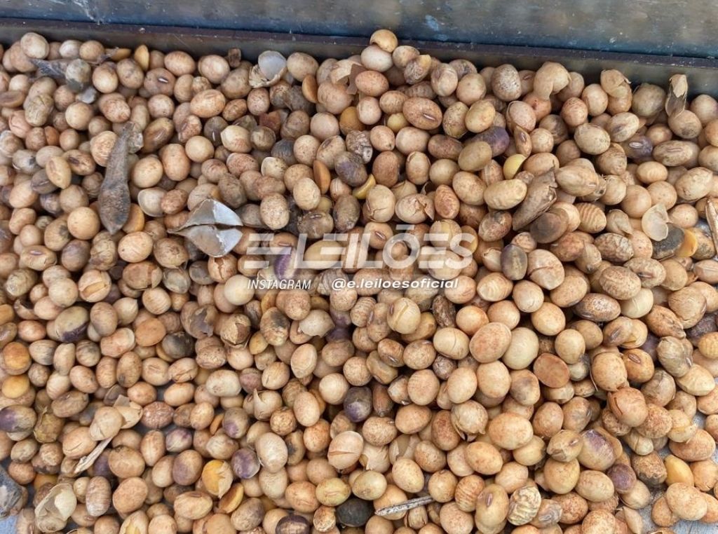 Leilão também tem aproximadamente 500 sacas de soja - E-Leilões