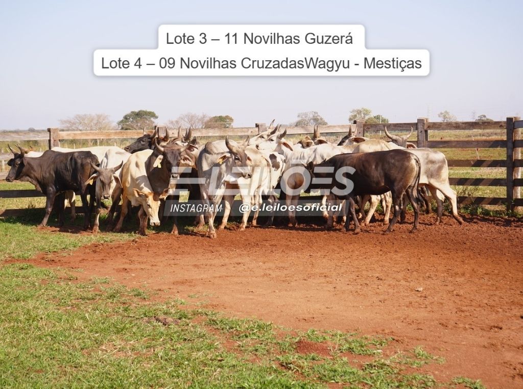 47 vacas fêmeas Guzerá - E-Leilões