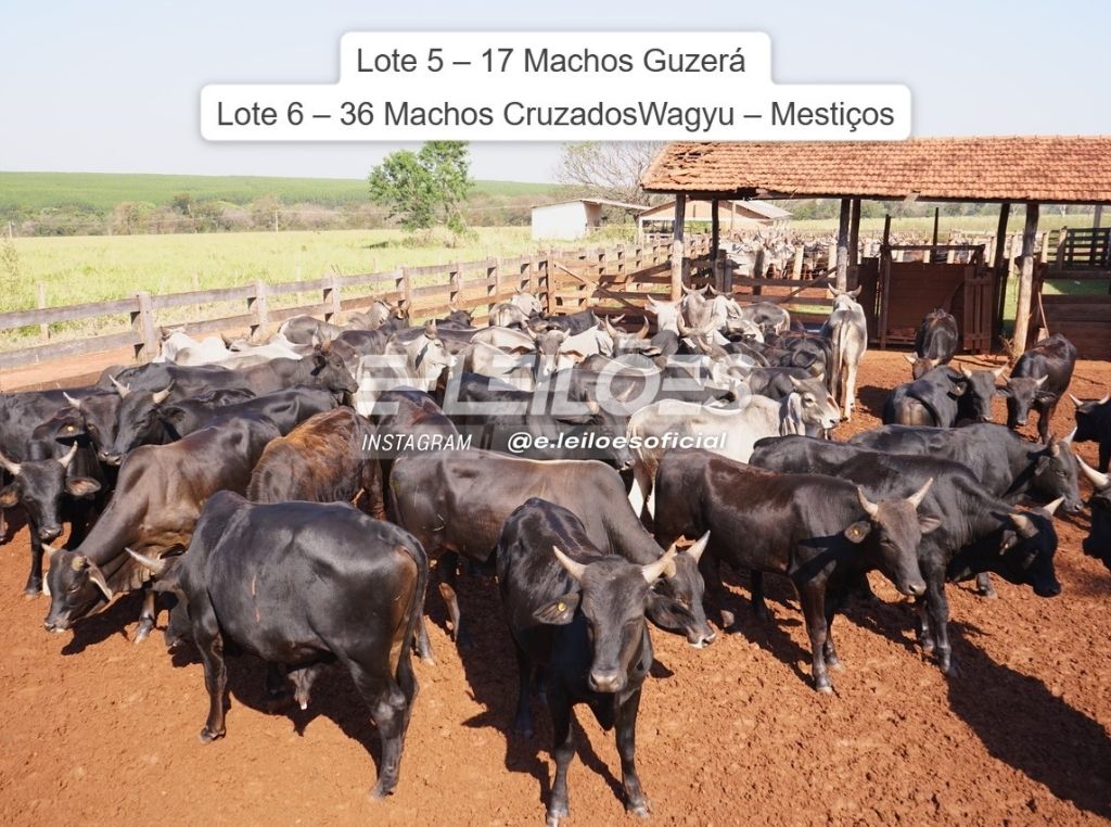 36 machos cruzados com Wagyu - E-Leilões