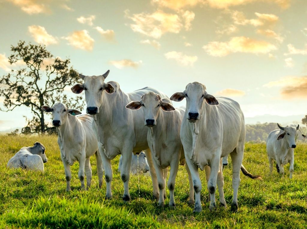 Leilão da UNESP tem bovinos e 500 sacas de soja em Selvíria (MS)