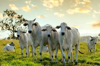 Leilão da UNESP tem bovinos e 500 sacas de soja em Selvíria (MS)